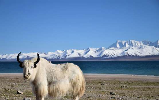  Tibet Everest Base Camp Himalaya